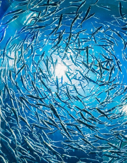 Are cosmetics bad for the ocean?